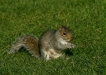 Grey Squirrel